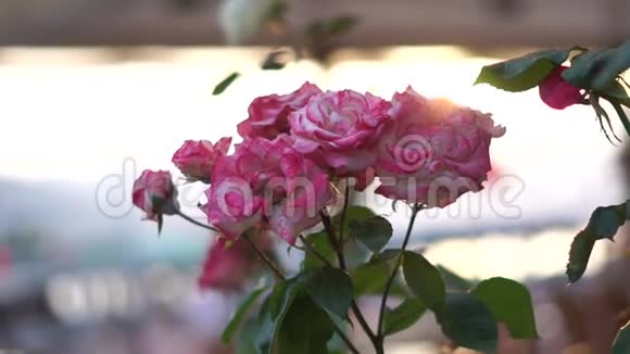 美丽的花园玫瑰生长在模糊的建筑物附近缓慢的运动视频的预览图