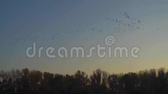 大雁在夜空中飞翔许多鸟儿在河上飞翔大自然秋天的森林在日落时飞翔视频的预览图