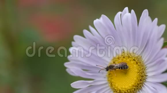 疲惫的木黄蜂栖息在一朵花上特写镜头视频的预览图