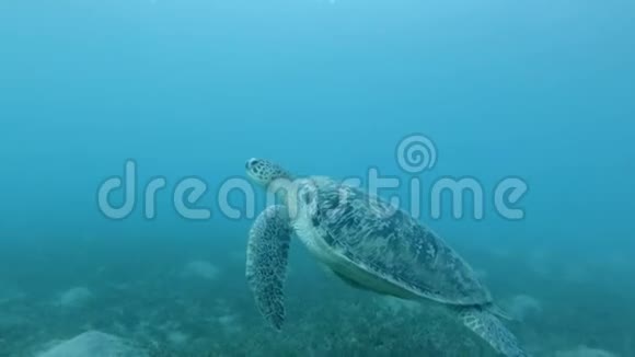 大海龟在蓝水中游泳底部长满了海草绿海龟切洛尼亚视频的预览图