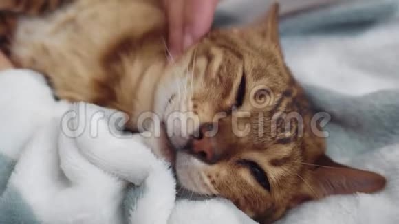 孟加拉猫红色条纹皮毛躺在白色毯子上宠物在兽医医院等待手术治疗视频的预览图