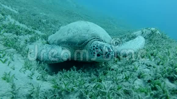 大海龟的正面肖像睡在绿色的海草上在水流中摇曳绿海龟切洛尼亚视频的预览图