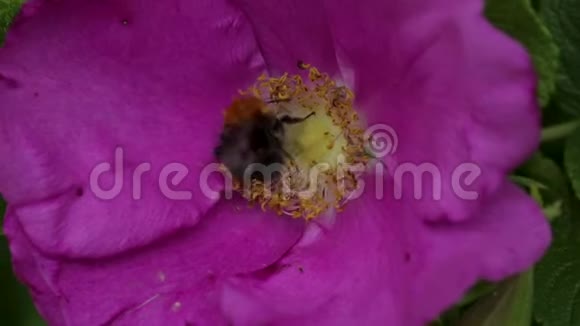 粉红色花朵中辛勤工作的大黄蜂的美丽宏观景观视频的预览图