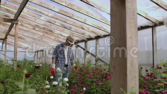 一位男园丁正带着手套穿过温室看着并控制着为他的小花种的玫瑰视频的预览图