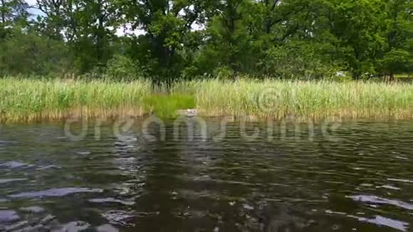 湖岸绿树上的壮丽景色和环绕着绿湖草的海鸥视频的预览图