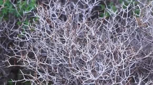 干燥的属植物近景视频的预览图