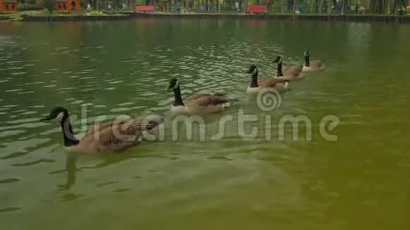 五只鸭子互相游泳视频的预览图