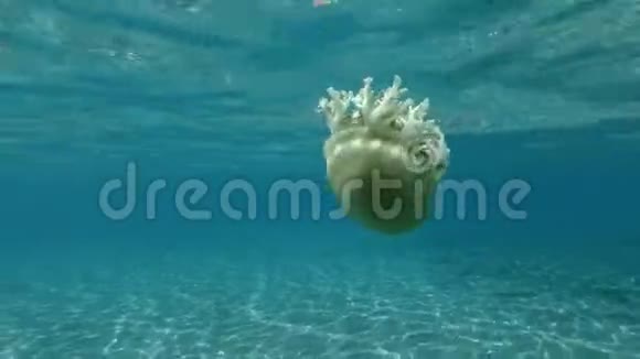 水母在水面下的蓝色水中游泳上移的水母仙后座和仙女座视频的预览图