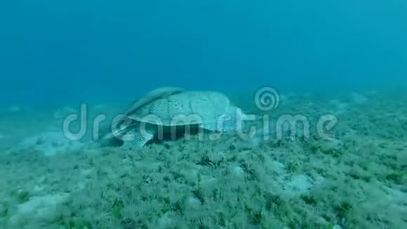 大海龟游到水面吸两口气潜入海底绿海龟切洛尼亚视频的预览图