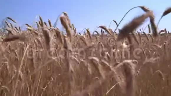 金色的麦子对抗蓝天视频的预览图