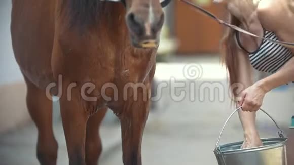 一个女人在马厩里洗马视频的预览图