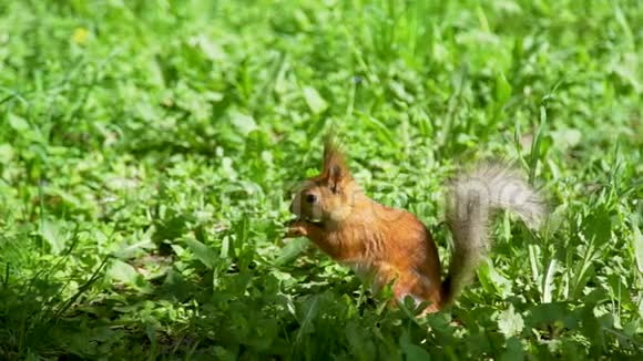把吃坚果的松鼠关在草地上视频的预览图