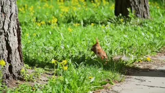 公园草地上好奇的红松鼠视频的预览图