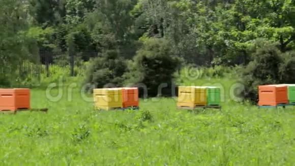 多种颜色的蜂房里有蜜蜂视频的预览图
