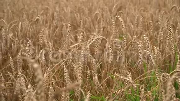麦田地上的金色麦穗在阳光明媚的早晨一股麦穗随风摇曳富人视频的预览图