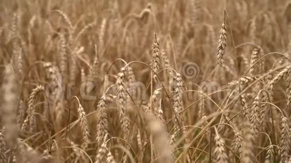 麦田地上的金色麦穗在阳光明媚的早晨一股麦穗随风摇曳富人视频的预览图