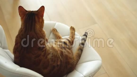 有趣的猫有着红色条纹的皮毛坐在白色的皮椅上明亮的房间里有木地板孟加拉的小猫转过身来视频的预览图