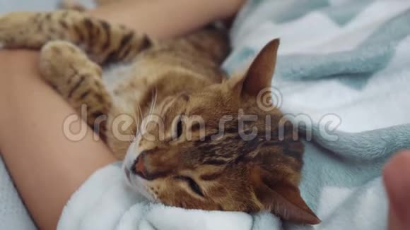 可爱可爱的小猫红色条纹头发躺在新情妇的手上一只善良的孟加拉猫在视频的预览图