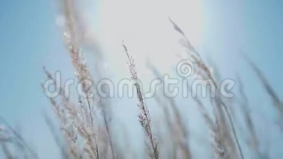 秋天慢节奏的画面放松了干草的摇摆视频的预览图