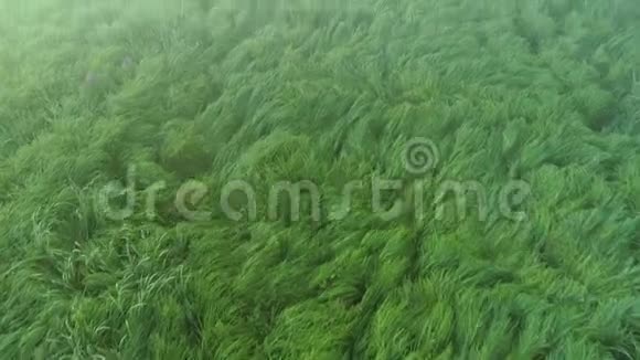 雾气蒙蒙的晨景绿油油的沼泽树视频的预览图
