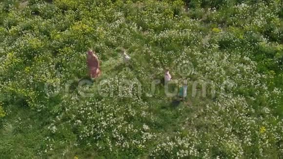 空中年轻的金发嬉皮士妈妈和她的小女孩在公园蒲公英球场散步和跑步视频的预览图
