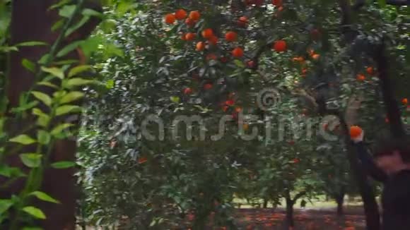 快乐的女孩手里拿着橘子在橘子园里奔跑跳跃视频的预览图