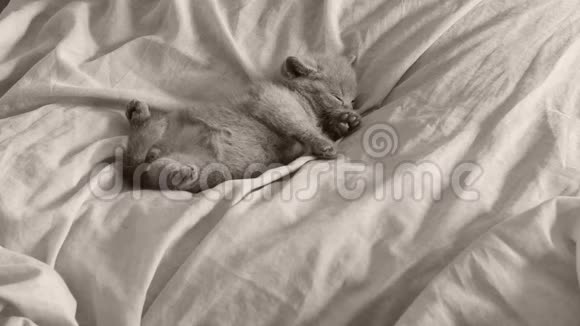 一只英属蓝小猫睡在床单上视频的预览图