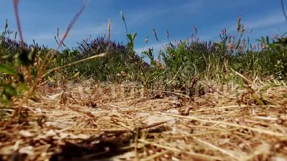 法国草田上的无人机视频的预览图