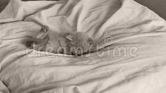 一只英属蓝小猫睡在床单上视频的预览图