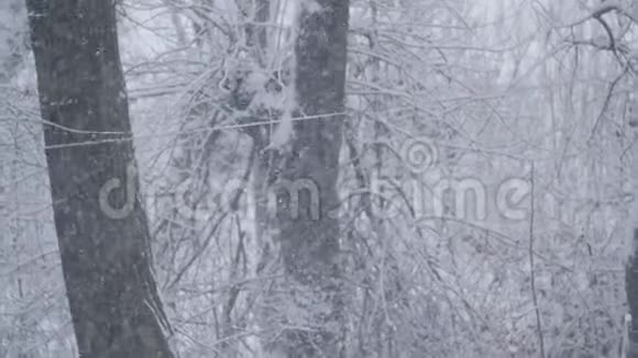 冬季降雪在自然背景下在户外缓慢运动冬天下雪的时候下雪模糊的视频的预览图