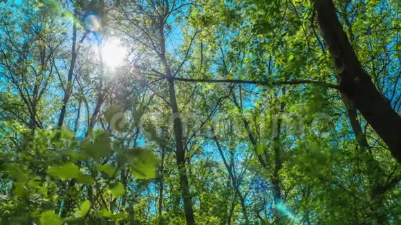 随着时间的推移绿色的森林阳光阳光穿过树木的枝叶视频的预览图