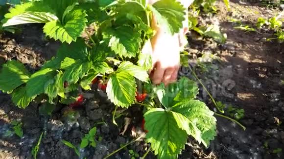 在阳光下孩子们用手从植物中摘草莓视频的预览图