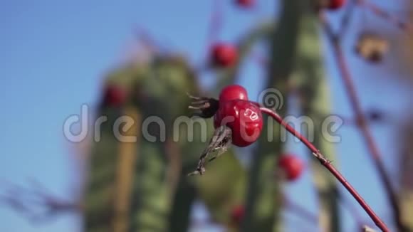两个有点干枯的红荆棘野玫瑰狗玫瑰在晴天的特写镜头视频的预览图