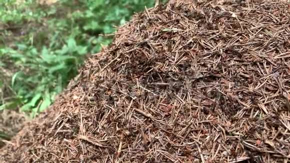 蚁群一种接近蚁群的蚁群又称红木南木或马蚁在蚁丘中奔跑视频的预览图