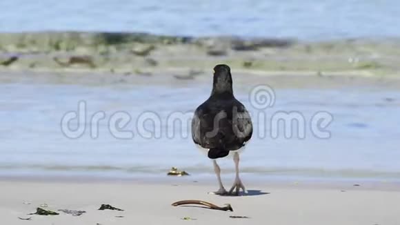 海滩上的捕鸟人视频的预览图