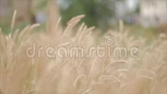 黎明时的麦田麦穗在风中摇曳风把小穗向不同的方向摆动视频的预览图