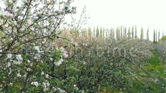 鸟瞰苹果园盛开的树木无人机升起视频的预览图