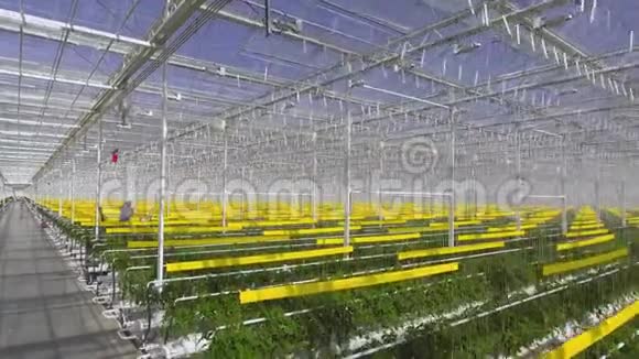 番茄植物的航拍镜头在一个大温室里生长在一个特殊的设备上视频的预览图