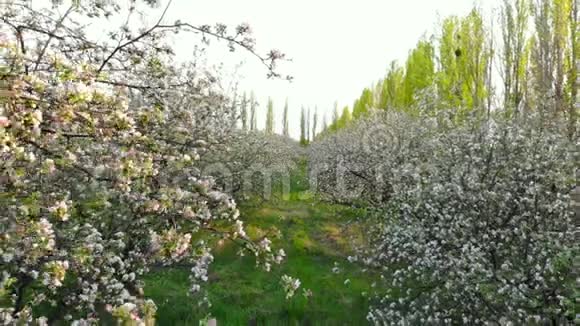 在苹果园的开花树枝之间飞行无人机射击视频的预览图