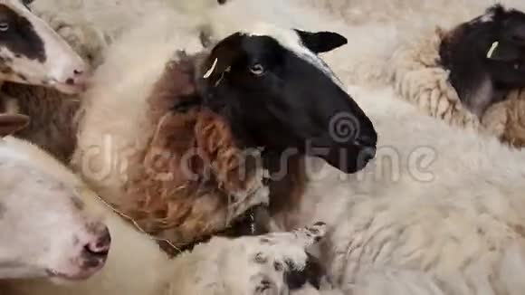 绵羊等着被磨碎视频的预览图