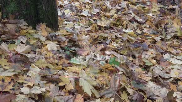 园丁耙干枫叶在公园秋天的时候倾斜起来4K视频的预览图