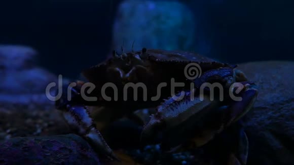 水族馆里的螃蟹视频的预览图