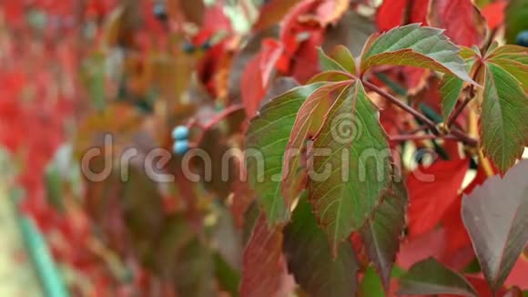 背景红绿秋叶在微风中摇摆特写镜头视频的预览图