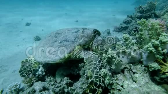 慢动作海龟坐在珊瑚礁上吃软珊瑚鹭海龟或碧莎鹭视频的预览图