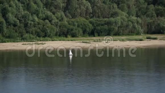 有浮标的河岸水上录像视频的预览图