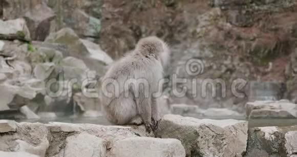 雪猴用手在温泉里泼水时环顾四周视频的预览图