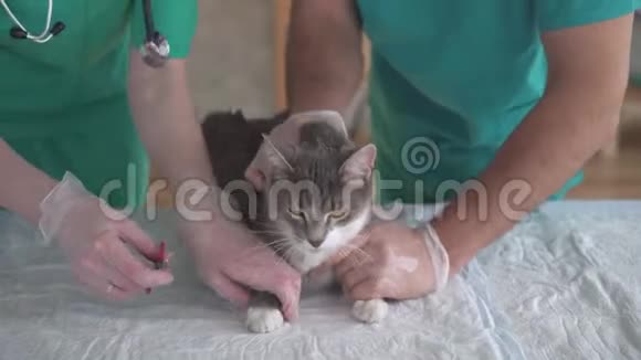 在兽医办公室里看到一只猫的爪子视频的预览图