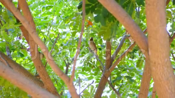 公园树枝上有鳞翅目鸟视频的预览图