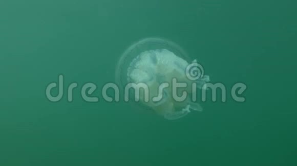 桶状水母根瘤在绿水中游动水下射击特写视频的预览图