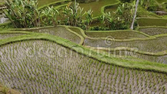特加拉朗水稻梯田乌布巴厘岛视频的预览图